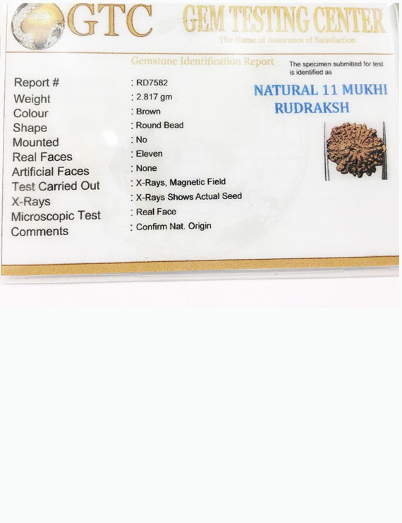 11 Mukhi Nepali Certified Rudraksha size- 18-22 mm